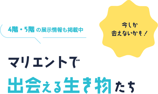 マリエントで出会える生き物たち