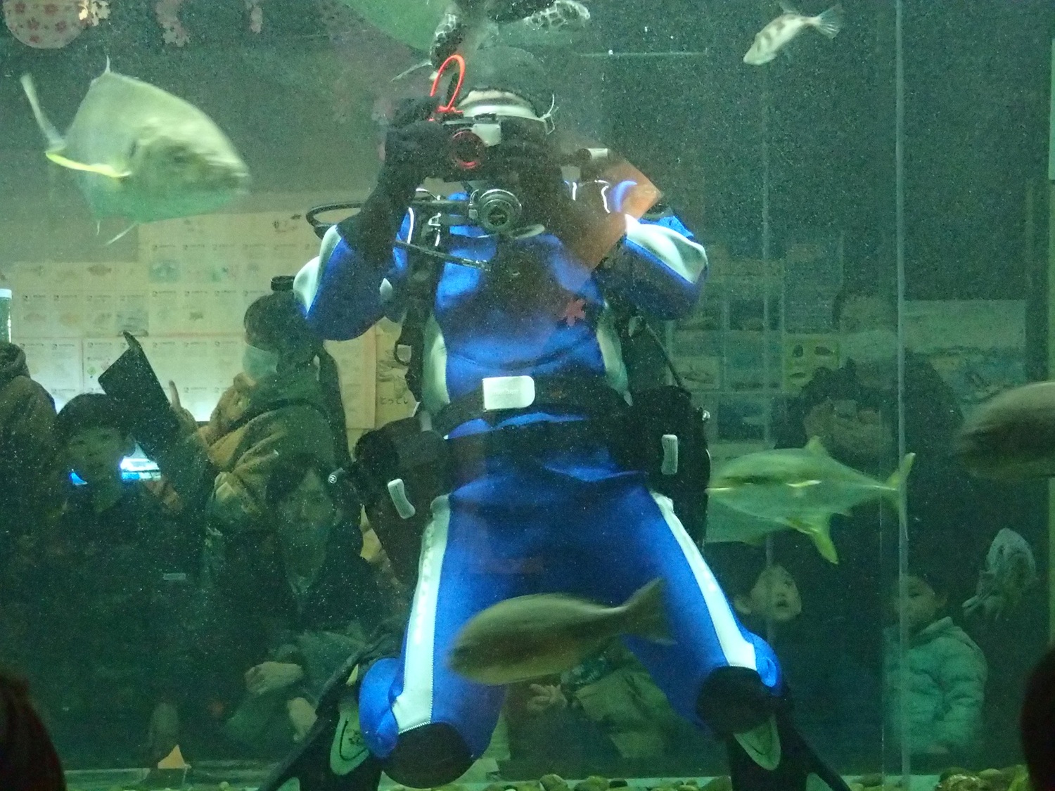 魚眼図
